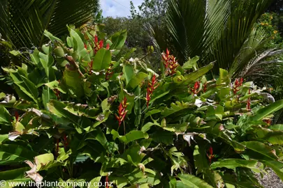 Large Heliconia subulata plant with red flowers.