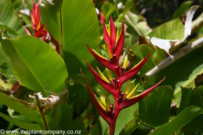 Heliconia subulata red flower with lush green foliage.