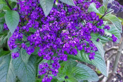 Heliotrope Marine plant with purple-blue flowers and lush green foliage.