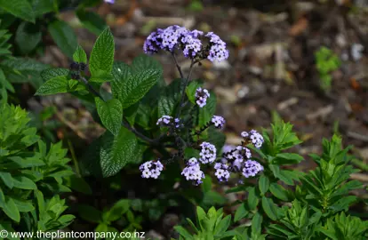 Heliotropium arborescens pink flowers and dark green foliage.