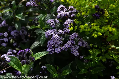 Shaded Heliotropium arborescens pink flowers and green foliage.