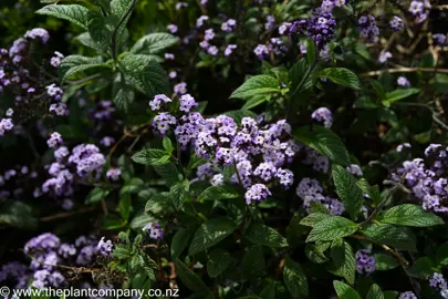 Masses of Heliotropium arborescens pink flowers and green foliage.