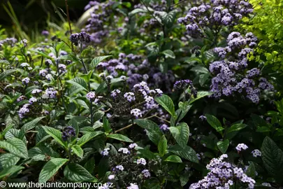 Heliotropium arborescens pink flowers and green foliage.