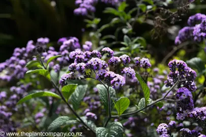 Heliotropium arborescens pink flowers.