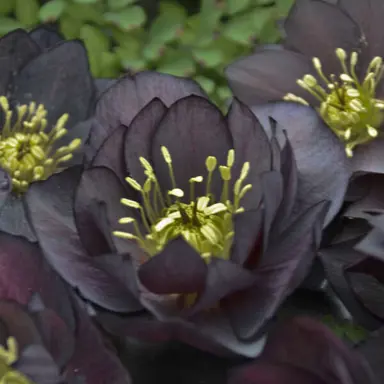 Helleborus 'Dark And Handsome' dark coloured flowers.