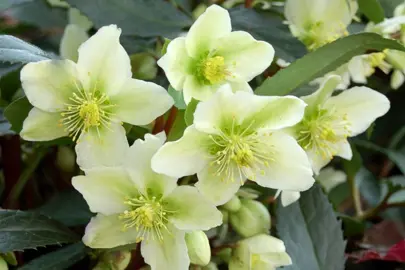 helleborus-honeyhill-joy-