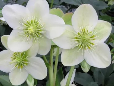 helleborus-ice-breaker-max-