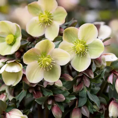 Helleborus 'Monte Cristo' flowers and foliage.