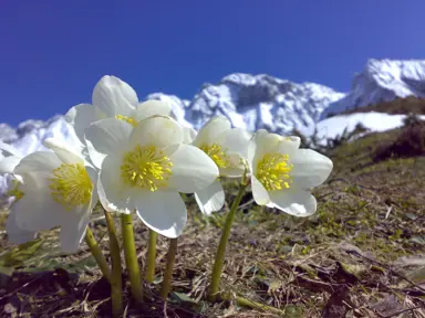 helleborus-niger-