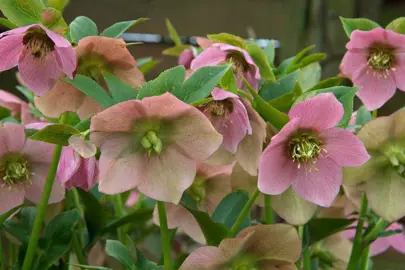 Helleborus orientalis colourful flowers.