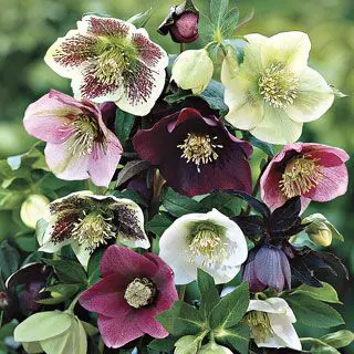 helleborus-pukehou-hybrids-