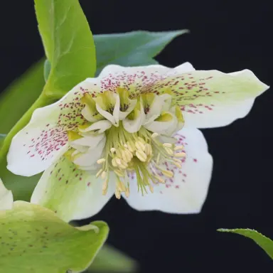 helleborus-white-tutu-