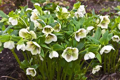 helleborus-white-tutu-1