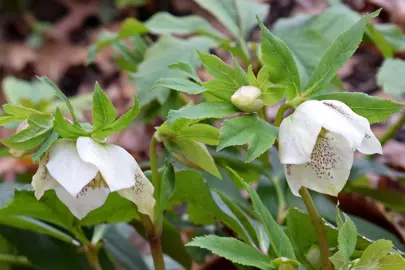 helleborus-white-tutu-4