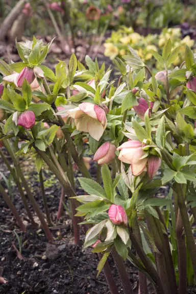 helleborus-apricot-blush-2