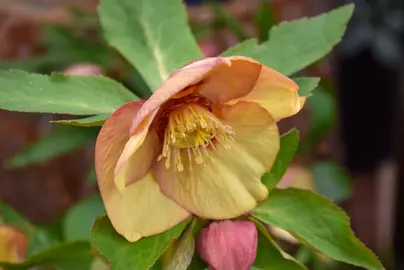 helleborus-apricot-blush-3