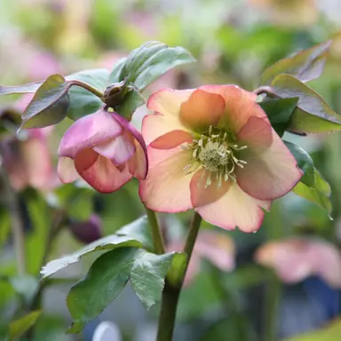 helleborus-apricot-blush-4