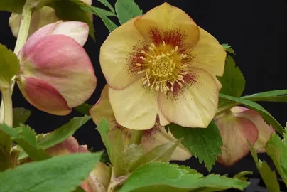 helleborus-apricot-blush-6