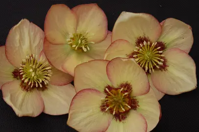 helleborus-apricot-blush-7