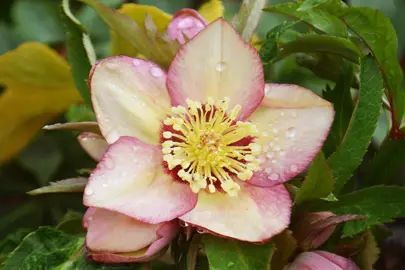 helleborus-apricot-blush-8