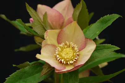 helleborus-apricot-blush-9