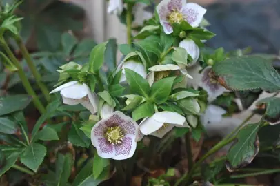 helleborus-connie-2