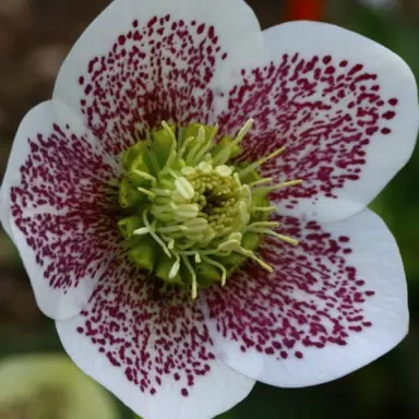 helleborus-connie-3