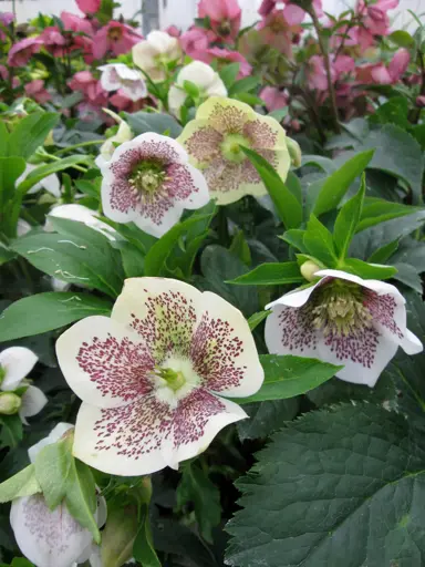 helleborus-connie-4