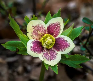 helleborus-connie-5