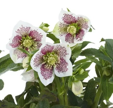 helleborus-connie-6