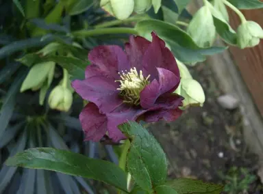 helleborus-flash-gordon-