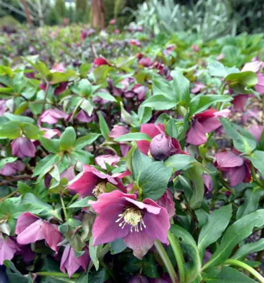 helleborus-flash-gordon-1