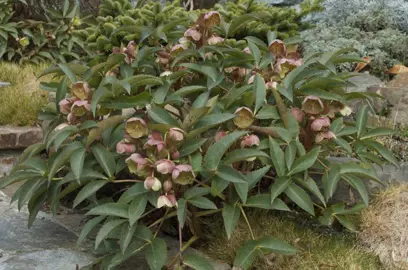 helleborus-sternii-1