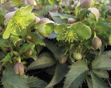 helleborus-sternii-2