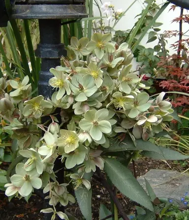 helleborus-clifton-1