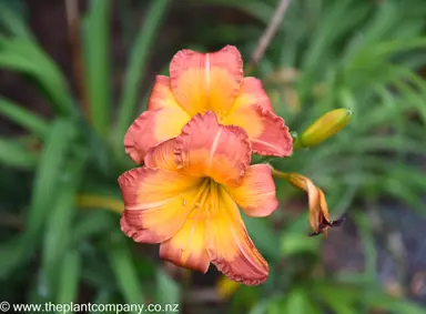 Hemerocallis 'Dancing Dwarf' orange flowers and dark green foliage.