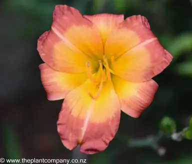 Hemerocallis 'Dancing Dwarf' orange flower.