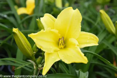 hemerocallis-encore--1