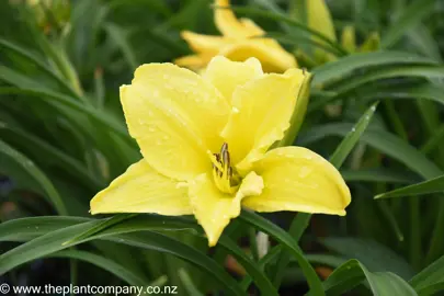 hemerocallis-encore-