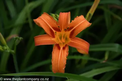 Orange flower aginst green foliage on Hemerocallis fulva.