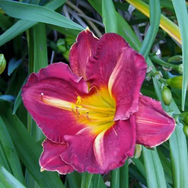 hemerocallis-grape-ripples-