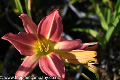 hemerocallis-grape-ripples-1