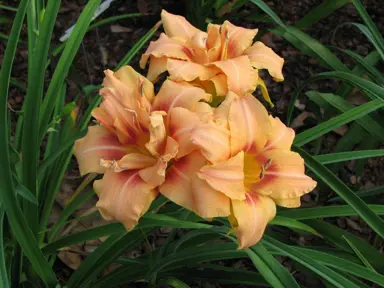 hemerocallis-misty-dawn-