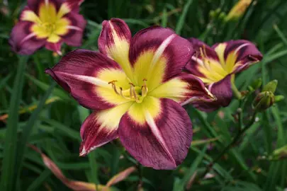 hemerocallis-night-beacon-