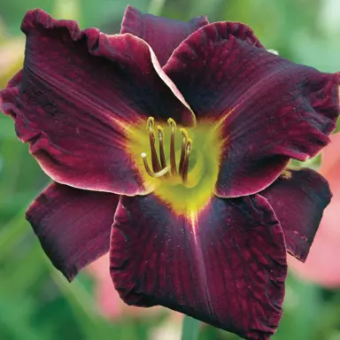 hemerocallis-night-beacon-2