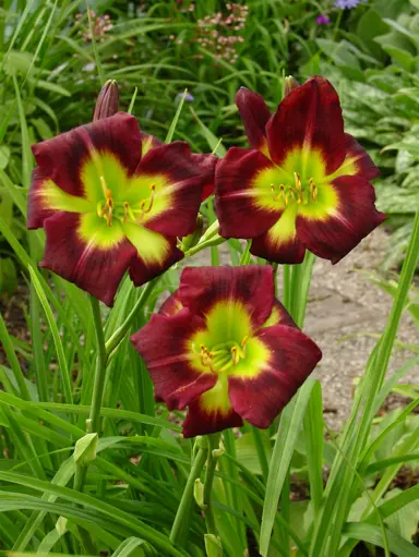 hemerocallis-night-beacon-3