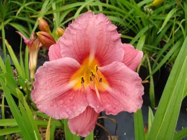 hemerocallis-pink-cherub-