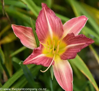 hemerocallis-rose-cherub--1