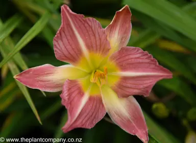 hemerocallis-rose-cherub--2