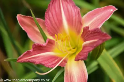 hemerocallis-rose-cherub-